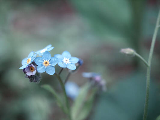 Forget Me Not by Yuka Kato Forget Me Not by Yuka Kato