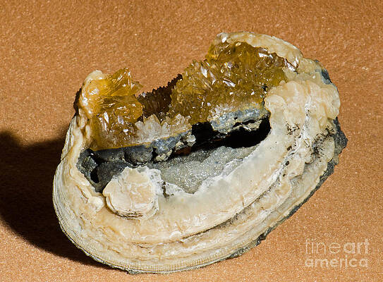 Wall Art - Photograph - Fossil Clam With Calcite Crystals #1 by Millard H. Sharp