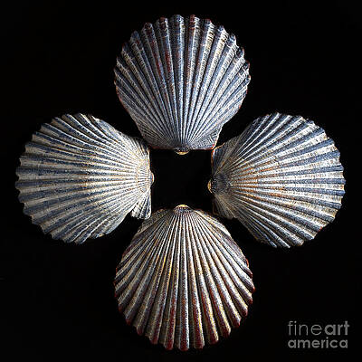 Wall Art - Photograph - Four Shells #1 by Mark Miller