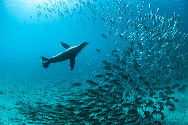 Wall Art - Photograph - Galapagos Sea Lion Hunting Fish Rabida #1 by Tui De Roy
