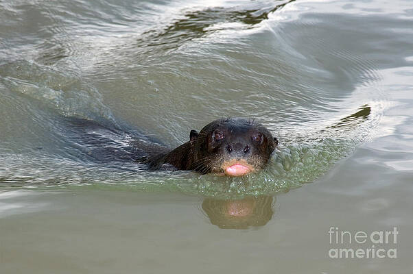 Wall Art - Photograph - Giant River Otter #1 by Gregory G. Dimijian, M.D.