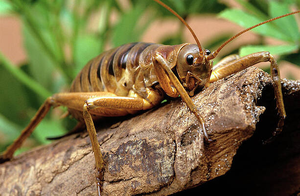 Weta Art Pixels Weta Art Pixels