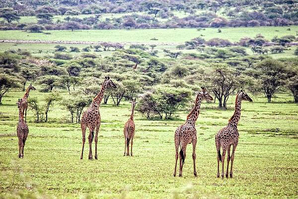 Wall Art - Photograph - Giraffes, Serengeti National Park #1 by Jason Maehl