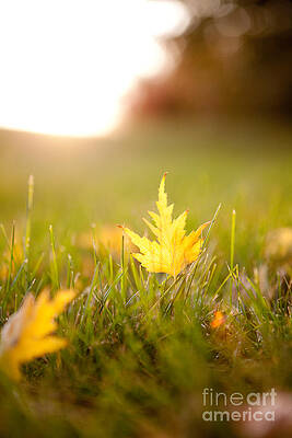 Golden Autumn by Cindy Singleton Golden Autumn by Cindy Singleton