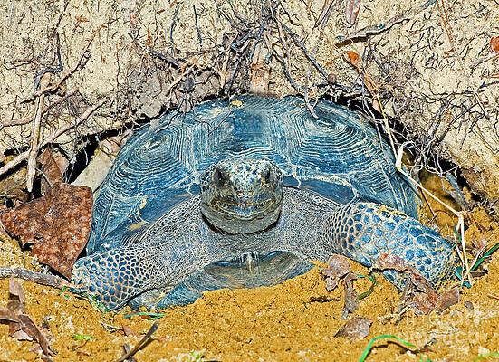 Wall Art - Photograph - Gopher Tortoise In Burrow #1 by Millard H. Sharp