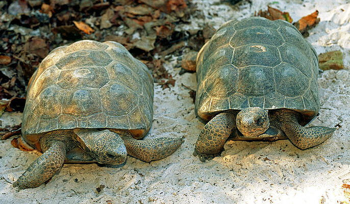 Wall Art - Photograph - Gopher Tortoises #1 by Millard H. Sharp