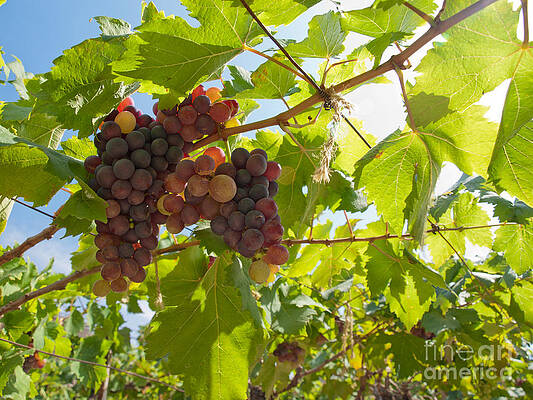 Grape by Suriya Labuasarn
