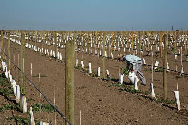 Wall Art - Photograph - Grape Vines Being Tended In Vineyard #1 by Science Photo Library