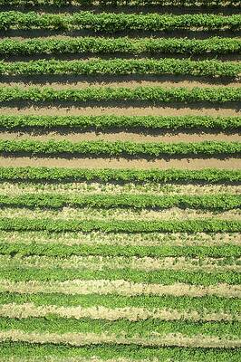 Wall Art - Photograph - Grapevines #1 by Science Photo Library