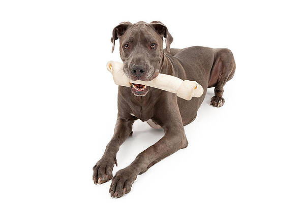 Wall Art - Photograph - Great Dane Dog With Large Bone #1 by Good Focused