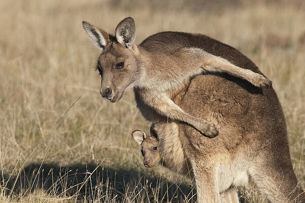 Wall Art - Photograph - Grey Kangaroo With Joey Maria Isl #1 by D. Parer & E. Parer-Cook