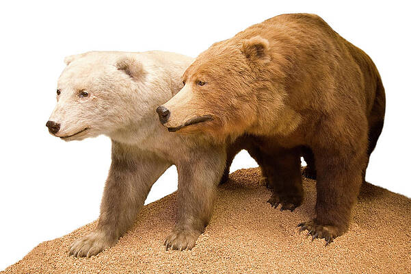 Wall Art - Photograph - Grizzly-polar Bear Hybrid Specimen #1 by Science Photo Library