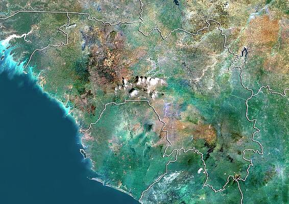 Wall Art - Photograph - Guinea #1 by Science Photo Library