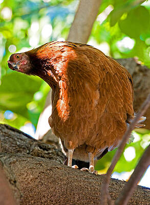 Wall Art - Photograph - Gypsy Chicken, Hen #1 by Millard H. Sharp