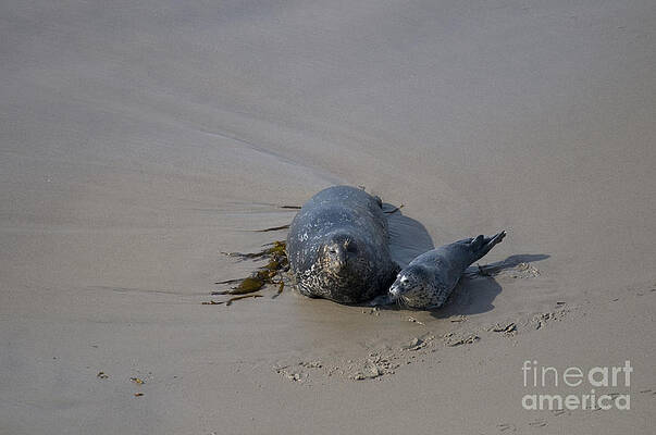 Wall Art - Photograph - Harbor Seal And Pup #1 by Mark Newman