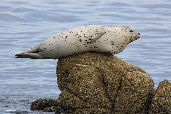 Wall Art - Photograph - Harbor Seal #1 by Craig K. Lorenz