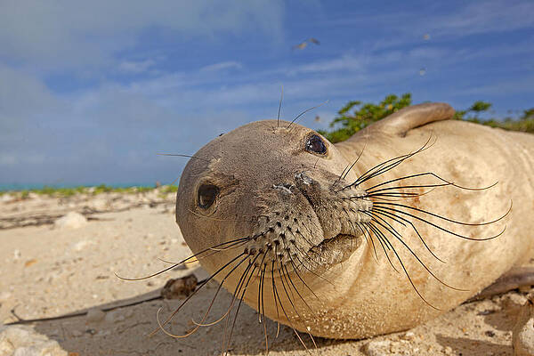 Wall Art - Photograph - Hawaiian Monk Seal #1 by M. Watson
