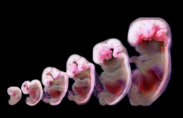 Wall Art - Photograph - Heart And Brain Development #1 by Anatomical Travelogue