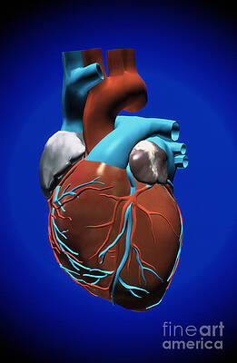 Wall Art - Photograph - Heart #1 by Mike Agliolo
