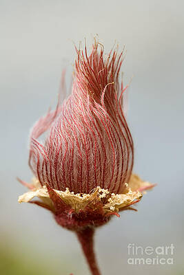 Wall Art - Photograph - Herb Bennet #1 by Frank Derer