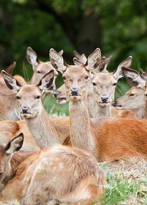 Wall Art - Photograph - Herd Of Red Deer Does #1 by Science Photo Library