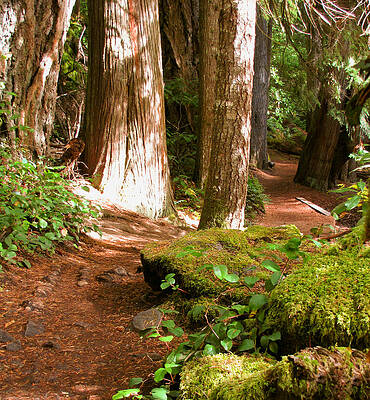 Hiking Trail by Katie Vigil Hiking Trail by Katie Vigil