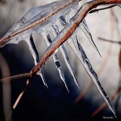 Wall Art - Photograph - His Biting Touch #1 by Matthew Blum