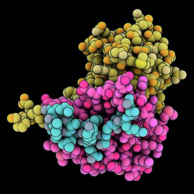 Wall Art - Photograph - Hiv Vif Bc-box Complexed With Elonginb #1 by Science Photo Library