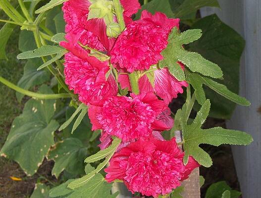 Hollyhock by John Mathews