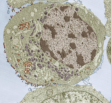 Wall Art - Photograph - Human Immunodeficiency Virus Hiv, Tem #1 by Eye of Science