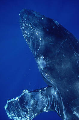 Wall Art - Photograph - Humpback Whale Close Up Of Friendly #1 by Flip Nicklin