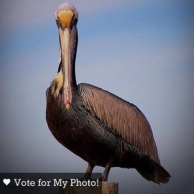 Wall Art - Photograph - I Need Your Help! My Photo Made It To #1 by Matthew Blum