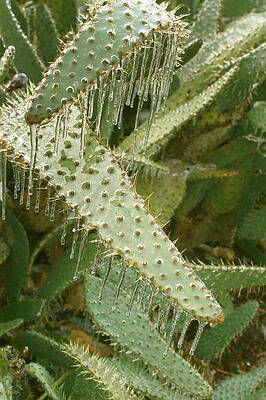 Wall Art - Photograph - Icicles On Cacti #1 by Science Photo Library