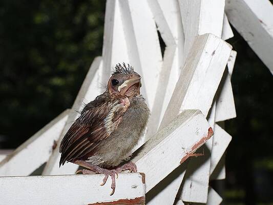 Immature Cardinal by Billy Griffis Jr Immature Cardinal by Billy Griffis Jr