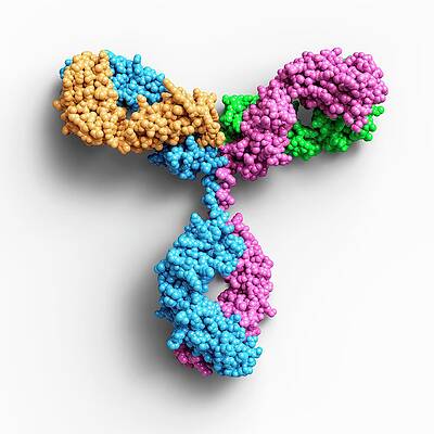 Immunoglobulin G antibody molecule C013 / 7916 available as Framed Prints,  Photos, Wall Art and Photo Gifts