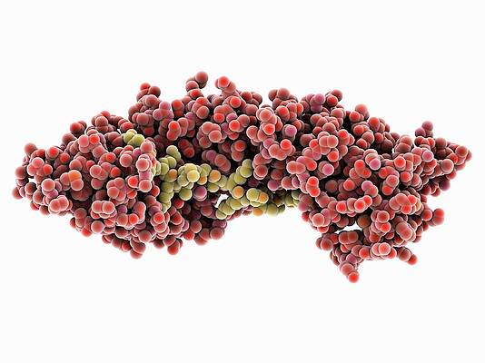 Wall Art - Photograph - Importin And Nucleoplasmin Complex #1 by Science Photo Library
