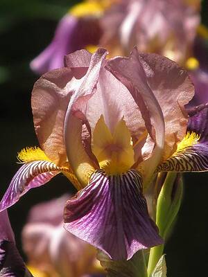 Wall Art - Photograph - Iris In Spring #1 by Alfred Ng