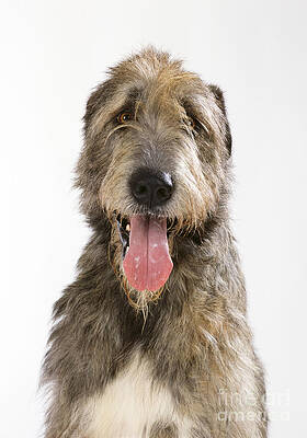 Wall Art - Photograph - Irish Wolfhound #1 by John Daniels