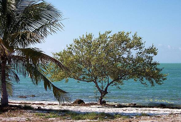 Wall Art - Photograph - Island Building on Coco Plum #1 by R B Harper