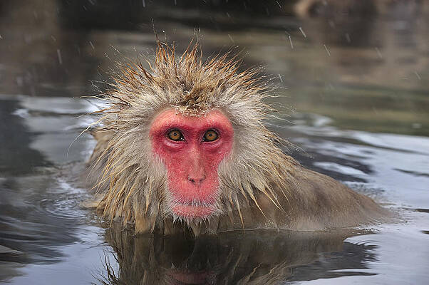 Wall Art - Photograph - Japanese Macaque In Hot Spring #1 by Thomas Marent