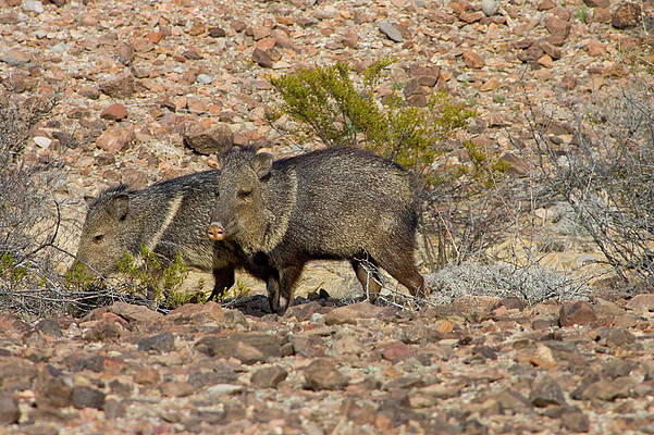 Wall Art - Photograph - Javelinas Walk Through The Desert #1 by Karl Schatz
