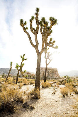 Wall Art - Photograph - Joshua Tree National Park #1 by Jay Reilly