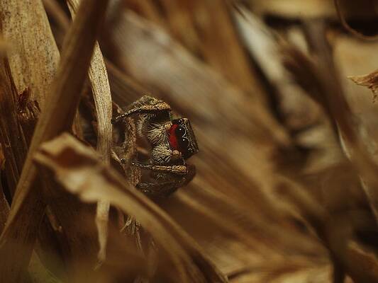 Jumping Spider by Billy Griffis Jr Jumping Spider by Billy Griffis Jr