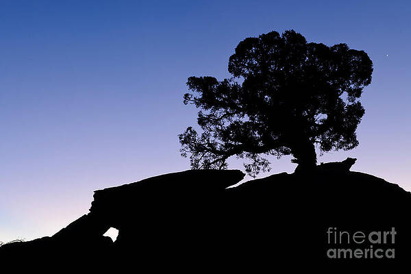 Wall Art - Photograph - Juniper Tree At Dawn #1 by John Shaw