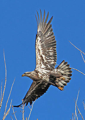 Wall Art - Photograph - Juvenile Bald Eagle in Flight #2 by Dawn Key