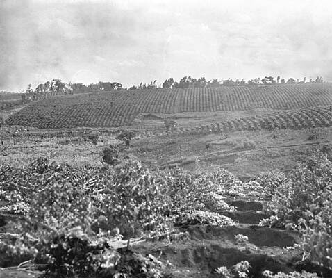 Wall Art - Photograph - Kenya Coffee Plantation #1 by Granger