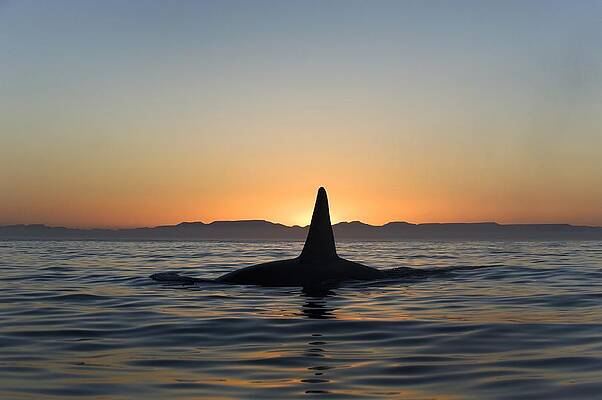 Wall Art - Photograph - Killer Whale Breaching #1 by Science Photo Library
