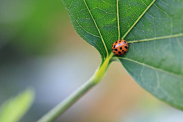 Wall Art - Photograph - Ladybug on a Leaf by Angela Murdock