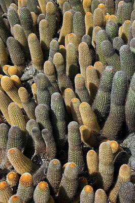Wall Art - Photograph - Lava Cacti #1 by Science Photo Library