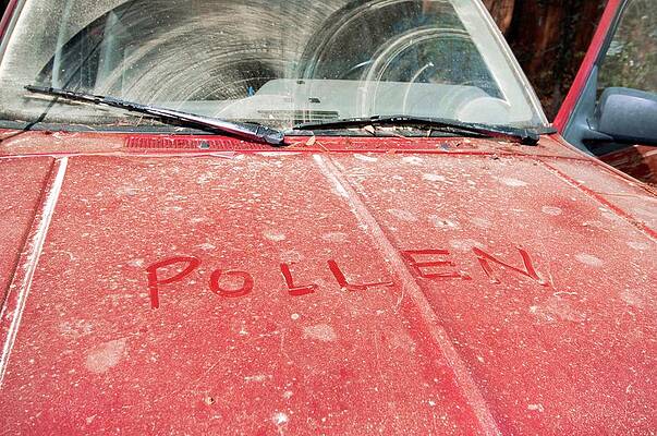 Wall Art - Photograph - Layer Of Pollen On A Car #1 by Science Photo Library